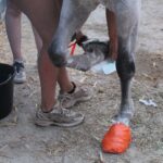 Réaliser des soins à la graine de lin pour les chevaux