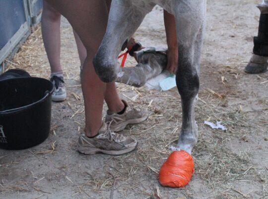 Soin à la graine de lin pour les chevaux