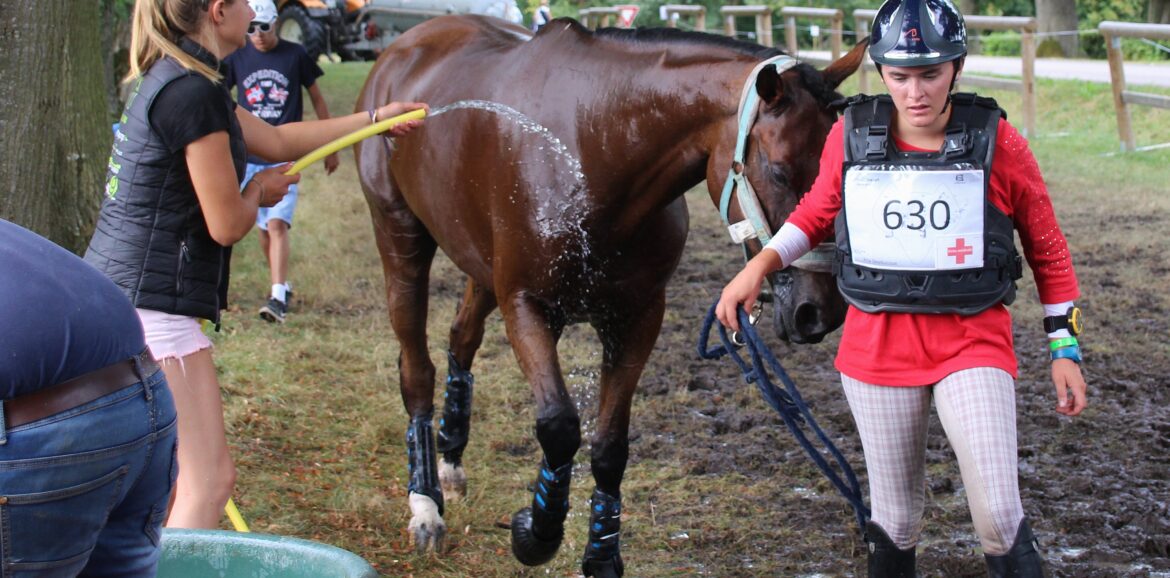 La récupération sportive du cheval en Concours complet international