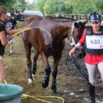 Récupération sportive du cheval : 7 astuces pour l’améliorer