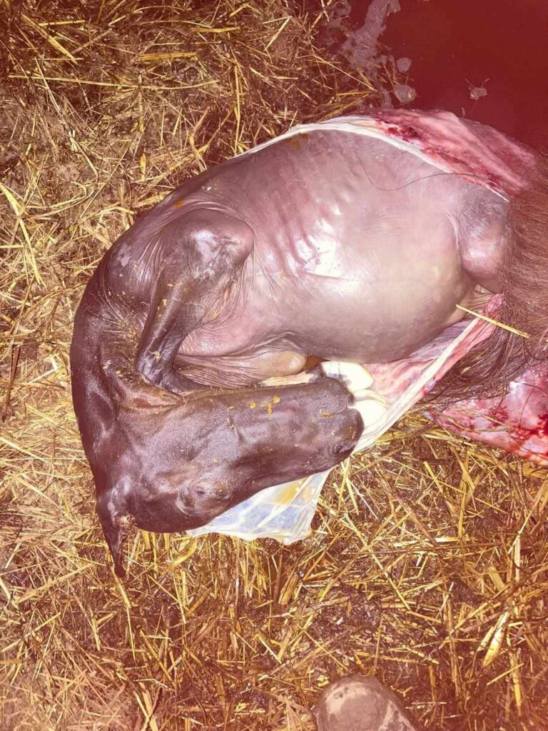 Prévenir rhinopneumonie du cheval, avorton