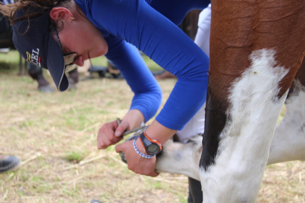 Cavalière qui pose des crampons sur les fers d'un cheval avant de débuter en CCE