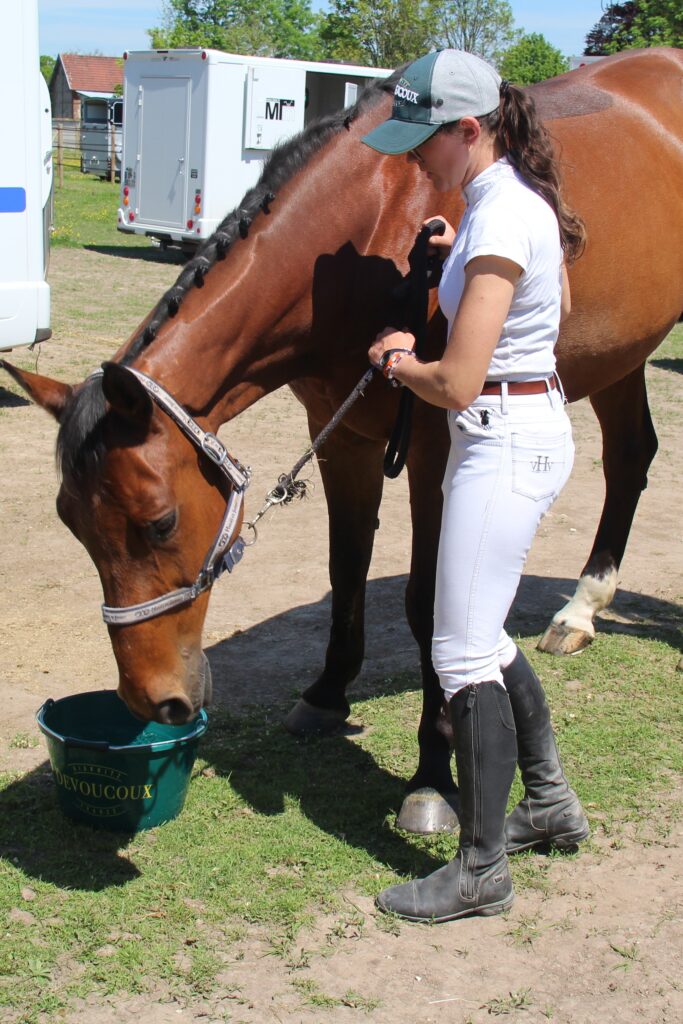 cheval s'abreuvant au seau