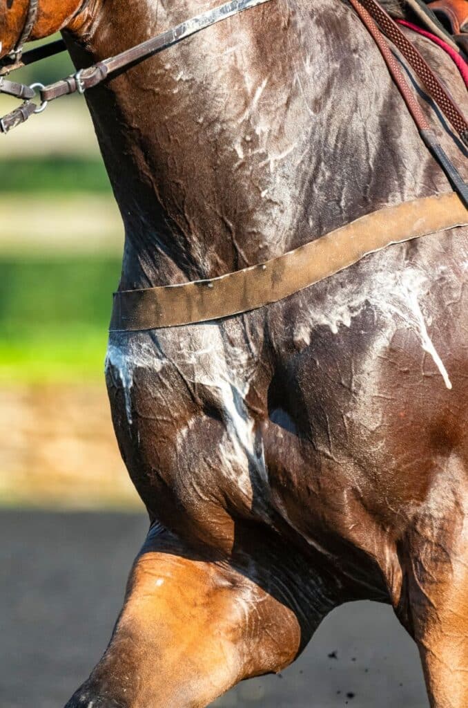 protéger son cheval en été d'une transpiration excessive