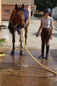 cheval buvant directement au tuyau
