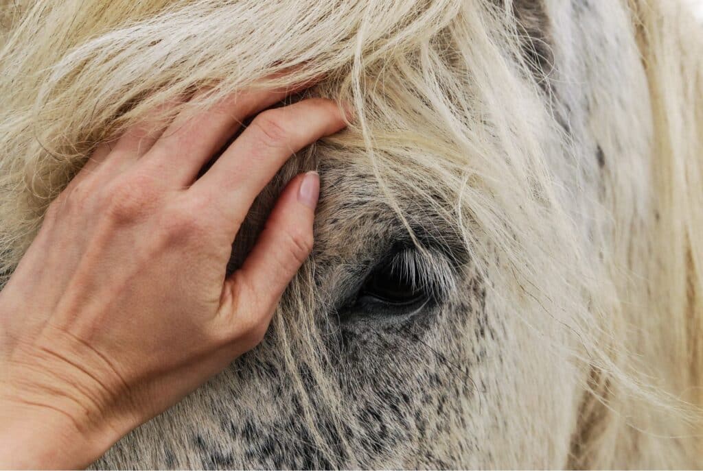 protéger son cheval en été d'un coup de chaleur
