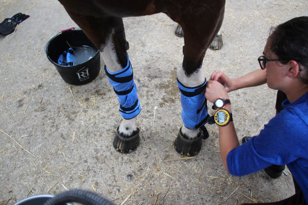 pose de guêtres de froid sur les membres d'un cheval