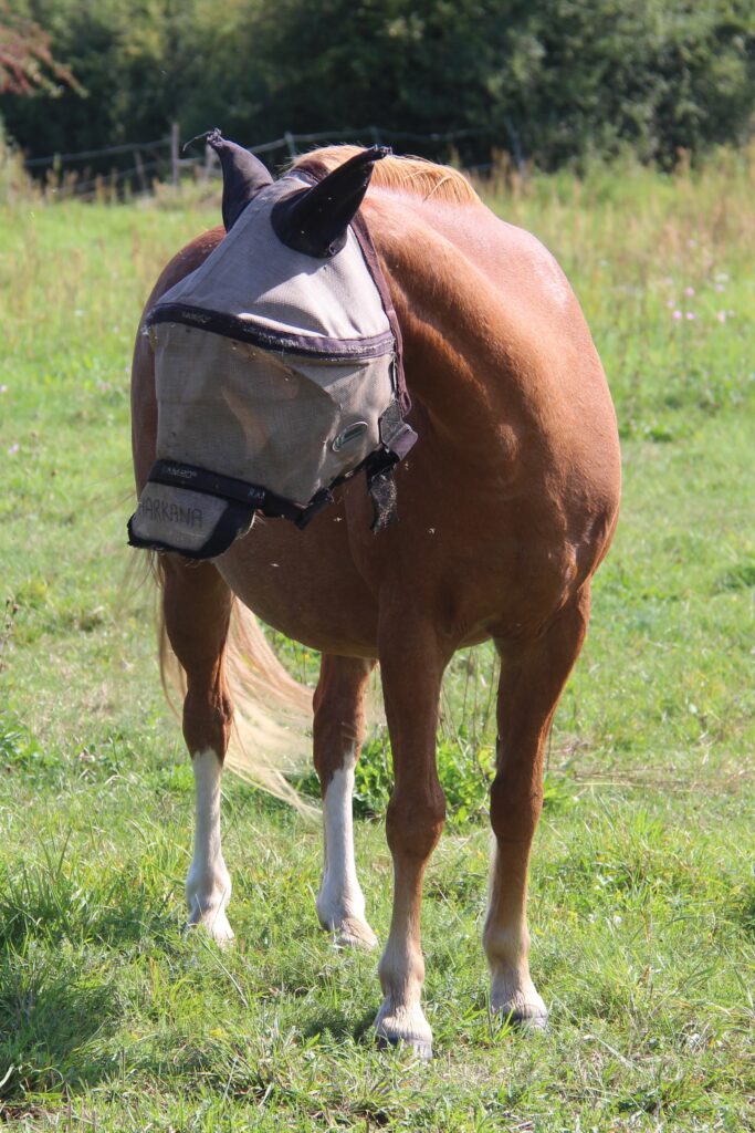 masque à mouche cheval