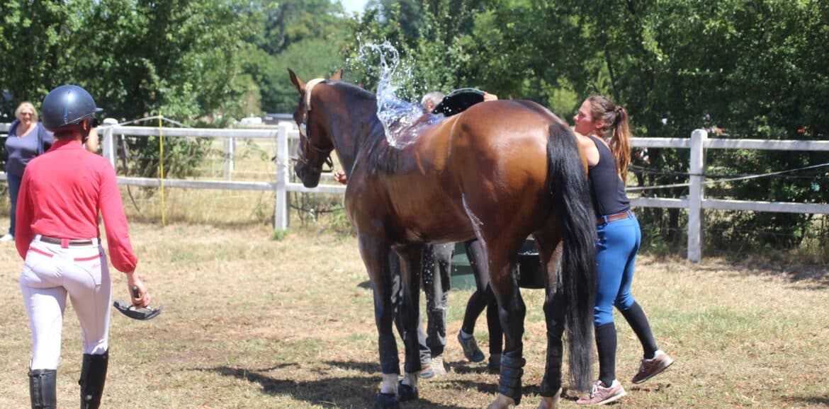 protéger son cheval en été par une bonne hydratation