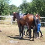 Quels sont les risques pour son cheval en été et comment les éviter ?