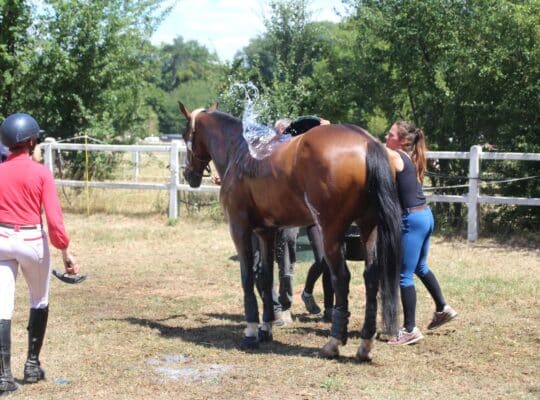 protéger son cheval en été par une bonne hydratation