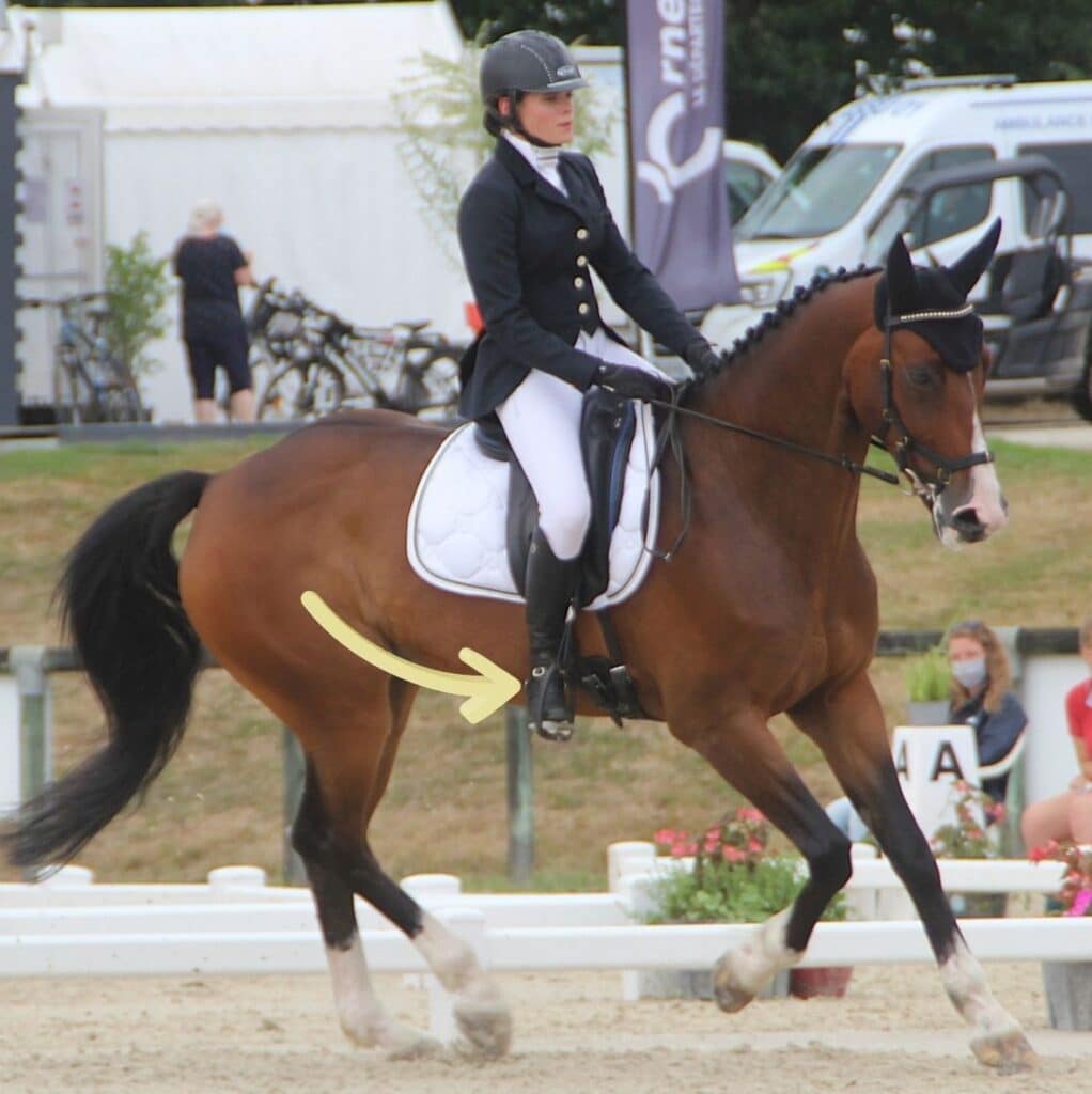 La position des jambes dans l'incurvation du cheval