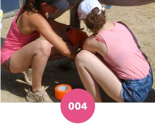 scotch américain pour pansement des sabots d'un cheval