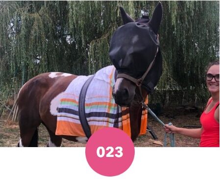 Sursangle de couverture pour cheval