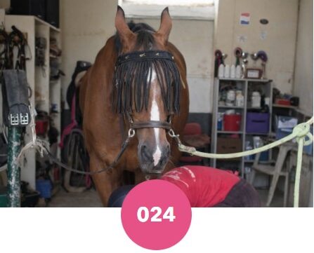 Frontal à franges Pferdelinis