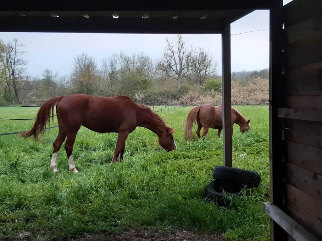 abri dans une pâture
