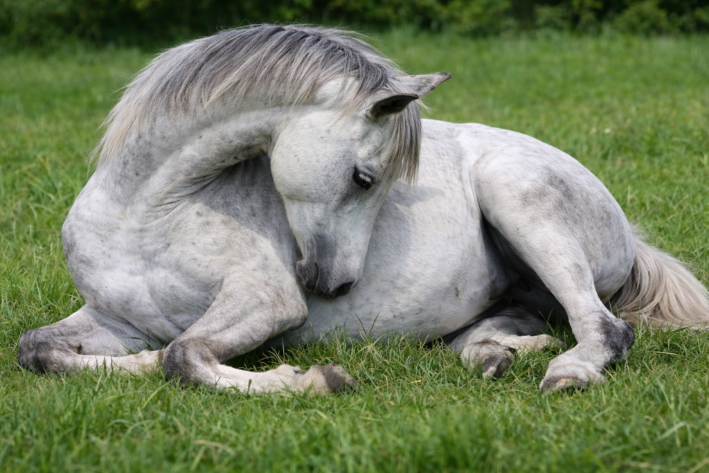 Cheval présentant des symptômes de colique