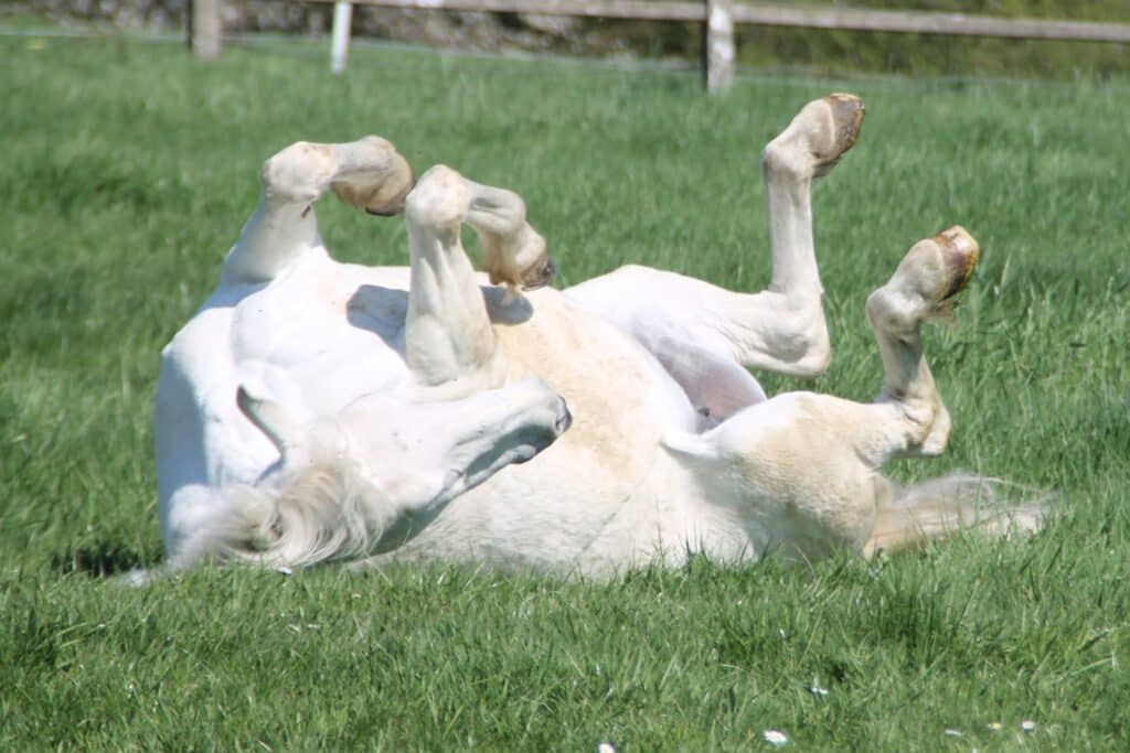 Cheval se roulant dans l'herbe de printemps