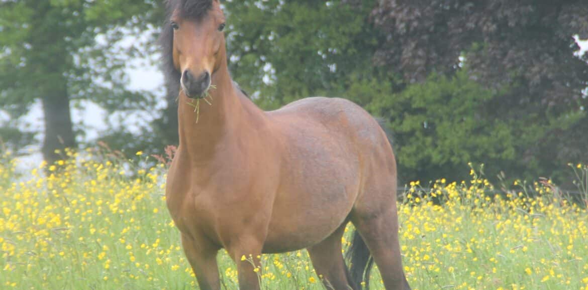 Cheval au printemps dans une belle pâture