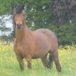 Cheval au printemps : les points à surveiller (sans se prendre la tête)