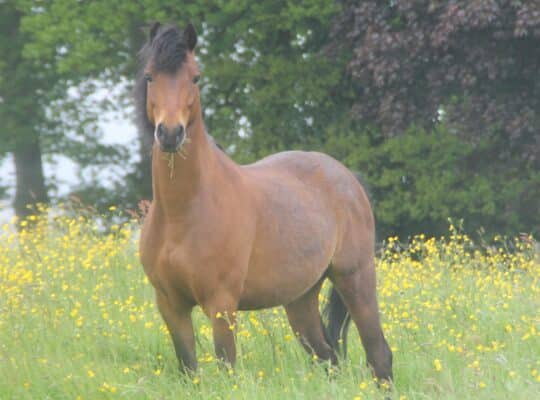 Cheval au printemps dans une belle pâture