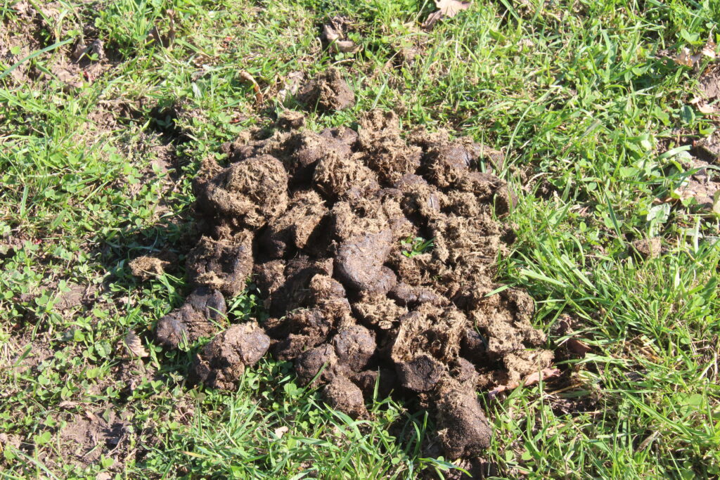 surveillance des crottins