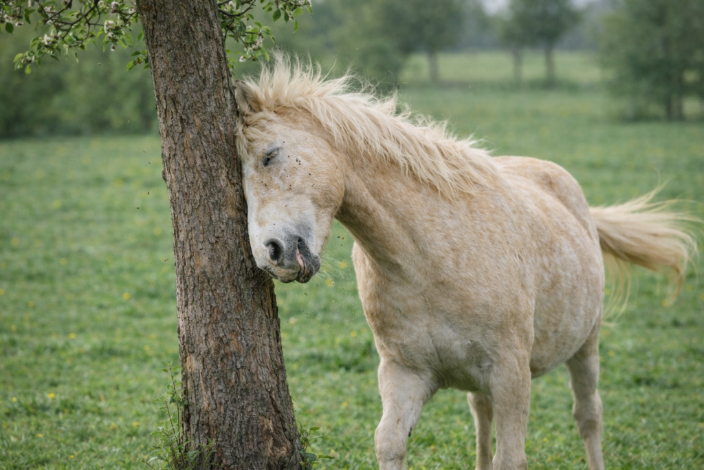 Poney qui se gratte au printemps