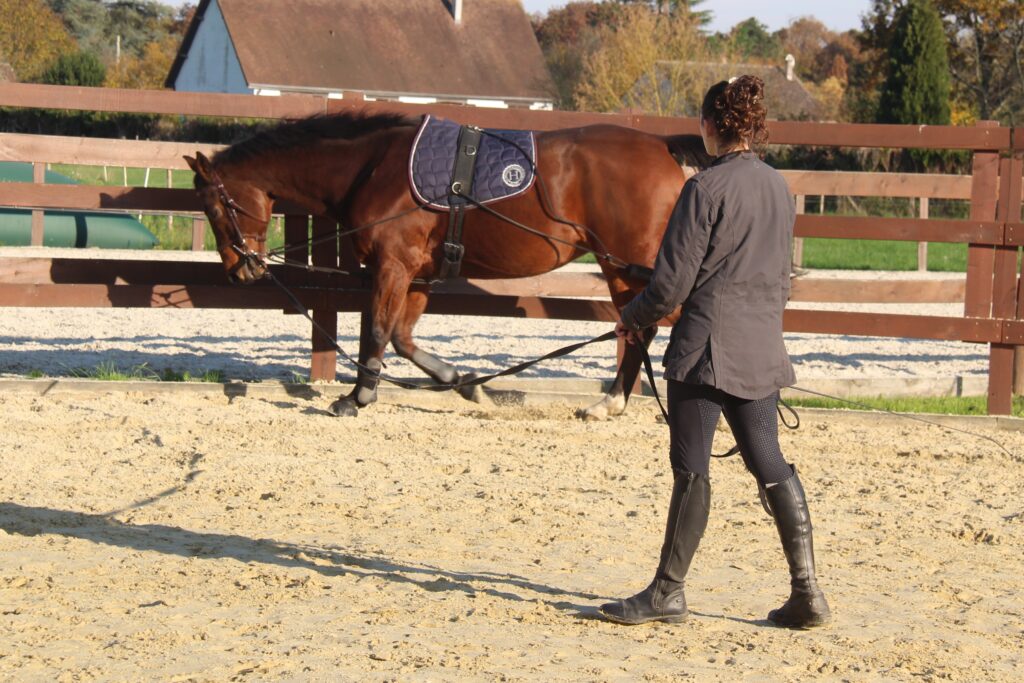 Travail à la longe