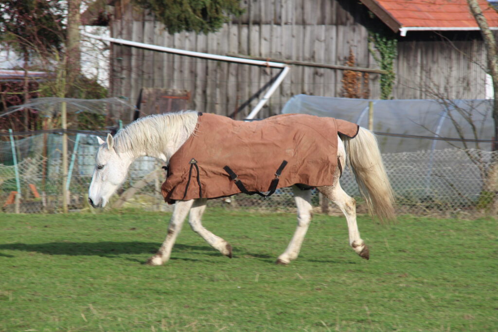 poney en pâture avec sa couverture